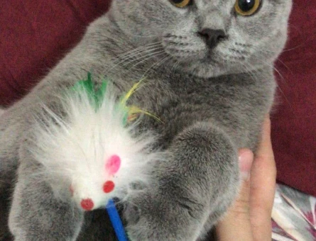 British Shorthair 1.5 Yaşında Kedime Eş Arıyorum - 1695