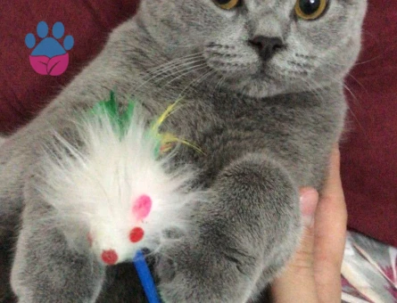 British Shorthair 1.5 Yaşında Kedime Eş Arıyorum