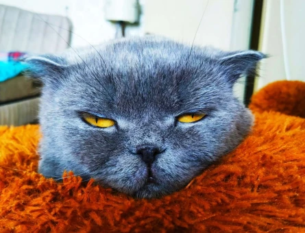 Scottish Fold Cinsi Oğlum Şans’a Eş Arıyorum - 1717