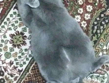 Scottish Fold 12 Aylık Kızgınlıkta Kedime Eş Arıyorum - 1731