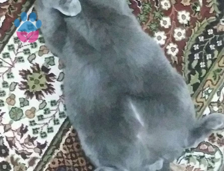 Scottish Fold 12 Aylık Kızgınlıkta Kedime Eş Arıyorum