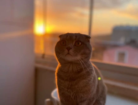 Scottish Fold Erkek Kedime Eş Arıyorum - 1744