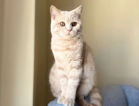 British Shorthair Teğmen’e Eş Arıyoruz - 174
