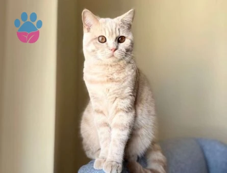 British Shorthair Teğmen&#8217;e Eş Arıyoruz