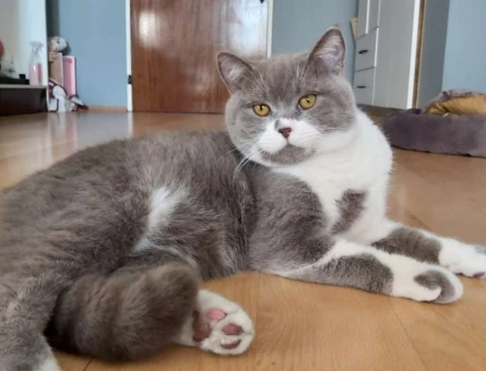 British Shorthair 1.5 Yaşında Kedime Eş Arıyorum - 1754