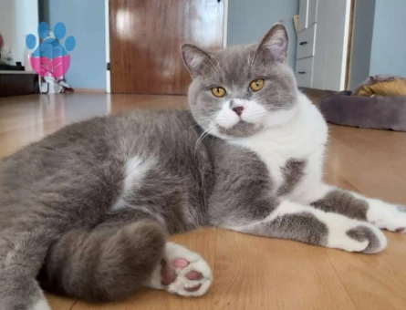 British Shorthair 1.5 Yaşında Kedime Eş Arıyorum