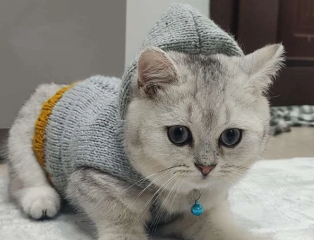British Shorthair Kedime Eş Arıyorum - 1756