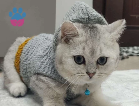 British Shorthair Kedime Eş Arıyorum