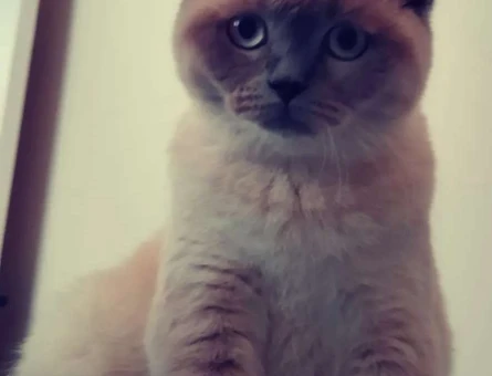 British Shorthair Kedime Eş Arıyorum 1 Yaşında - 1757
