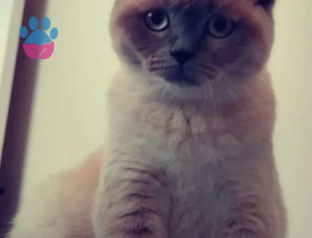 British Shorthair Kedime Eş Arıyorum 1 Yaşında