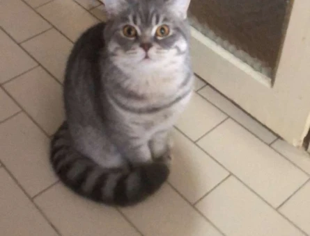 8 Aylık Kızgınlıkta British Shorthair Kedime Eş Arıyorum - 1768