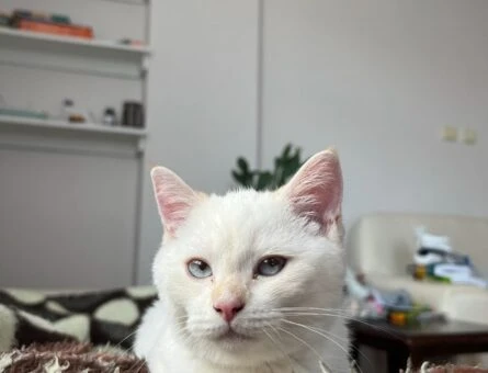 British Shorthair 10 Aylık Kızgınlıkta - 176