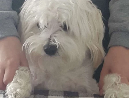 Maltese Terrier Oğlumuz Teddy İçin Gelin Sdayı Bakıyoruz - 1773