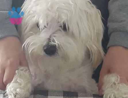 Maltese Terrier Oğlumuz Teddy İçin Gelin Sdayı Bakıyoruz