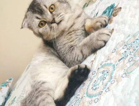 Scottish Fold Oğluma Eş Arıyorum 1 Yaşında - 1778