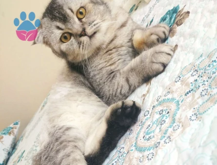 Scottish Fold Oğluma Eş Arıyorum 1 Yaşında