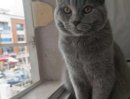 British Shorthair Kedime Eş Arıyorum 8 Aylık - 1794