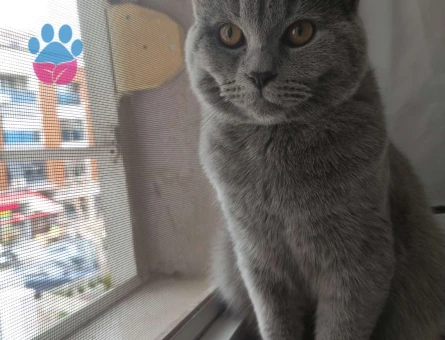 British Shorthair Kedime Eş Arıyorum 8 Aylık