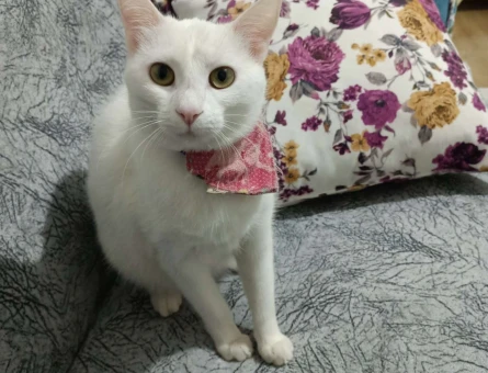 Russian Blue 11 Aylık White Kedime Eş Arıyorum - 1837