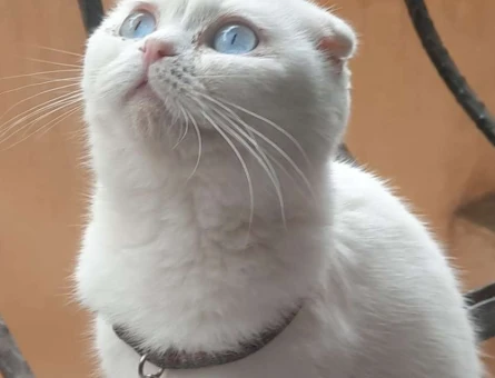 Scottish Fold 1.5 Yaşında Kedim Kızgınlıkta - 1843
