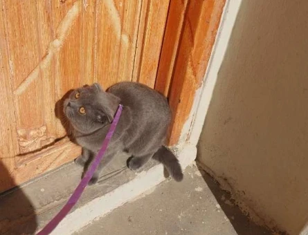 Scottish Fold 9 Aylık Kedime Eş Arıyorum - 1852