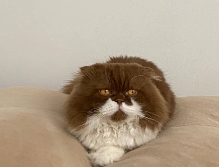 Scottish Fold Bicolor Longhair 3 Yaşında Kedime Eş Arıyorum - 1855