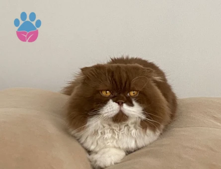 Scottish Fold Bicolor Longhair 3 Yaşında Kedime Eş Arıyorum