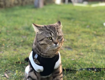 British Shorthair 10 Aylık Erkek Kedimize Eş Arıyoruz - 1875