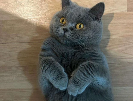 British Shorthair 1 Yaşında Oğluma Eş Arıyorum - 1876