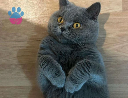 British Shorthair 1 Yaşında Oğluma Eş Arıyorum