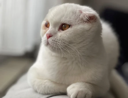 Scottish Fold Güzel Kızımıza Damat Arıyoruz - 1885