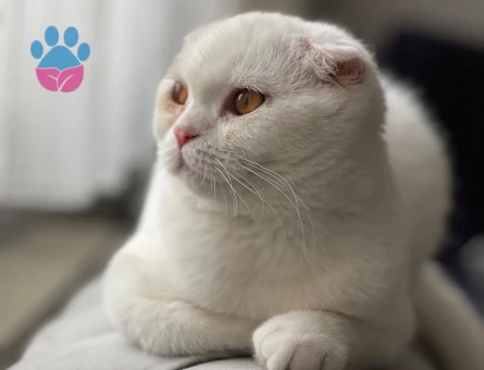 Scottish Fold Güzel Kızımıza Damat Arıyoruz