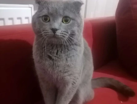 Scottish Fold Doby İçin Eş Arıyorum - 1899