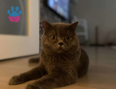 British Shorthair 1 Yaşında Aşıları Tam Kedime Eş Arıyorum