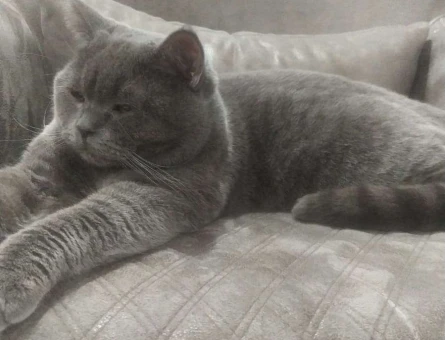 British Shorthair 10 Aylık Kedime Eş Arıyorum - 1930
