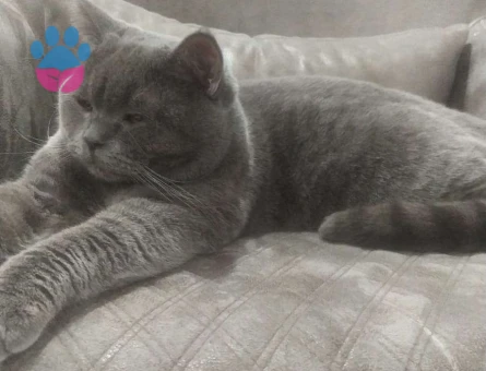 British Shorthair 10 Aylık Kedime Eş Arıyorum