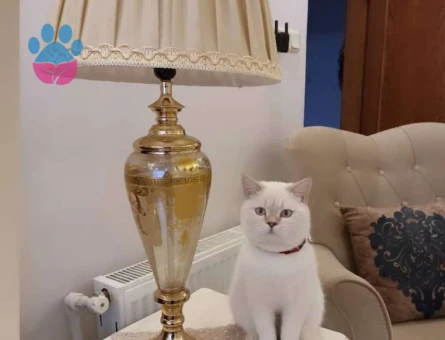 11 Aylık British Shorthair Oğluma Eş Arıyorum