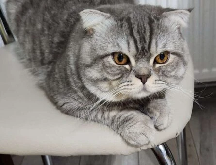 Scottish Fold Aşıları Tam Oğluma Eş Arıyorum - 194