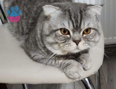 Scottish Fold Aşıları Tam Oğluma Eş Arıyorum