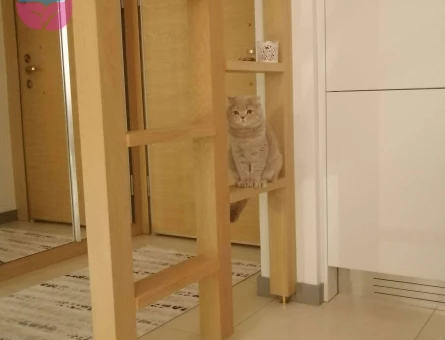 Scottish Fold 1.5 Yaşında Kedime Eş Arıyorum - 1959