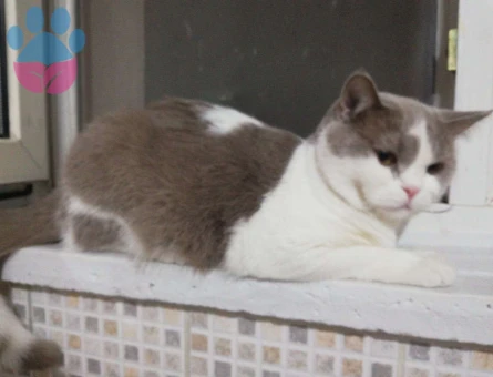 British Shorthair 11 Aylık Kedime Eş Arıyorum - 1983