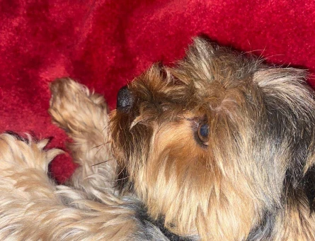 Yorkshire Terrier 5 Yaşında Kızgınlıkta - 1995