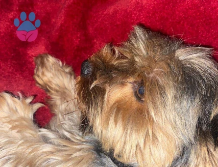 Yorkshire Terrier 5 Yaşında Kızgınlıkta