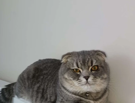 Scottish Fold Aşıları Tam 10 Aylık Eş Arıyoruz - 2017