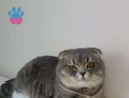 Scottish Fold Aşıları Tam 10 Aylık Eş Arıyoruz