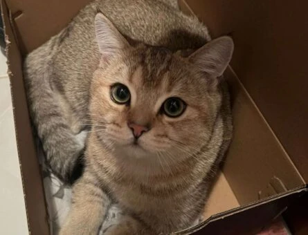 British Shorthair 8 Aylık Kedime Eş Arıyorum - 209