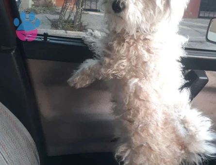 Toy Poodle Kırması Oğlumuza Eş Arıyoruz