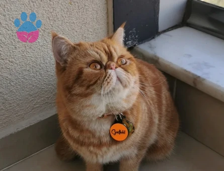 Exotic Shorthair Oğlum Garfi Eş Arıyor