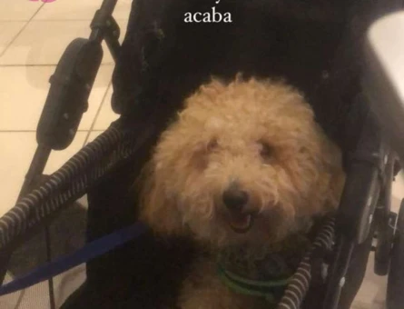Toy Poodle Kızımıza Eş Arıyoruz - 219