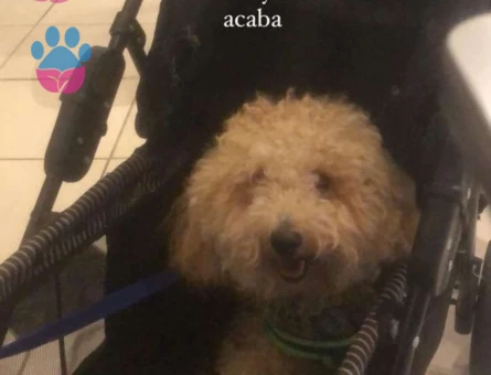 Toy Poodle Kızımıza Eş Arıyoruz